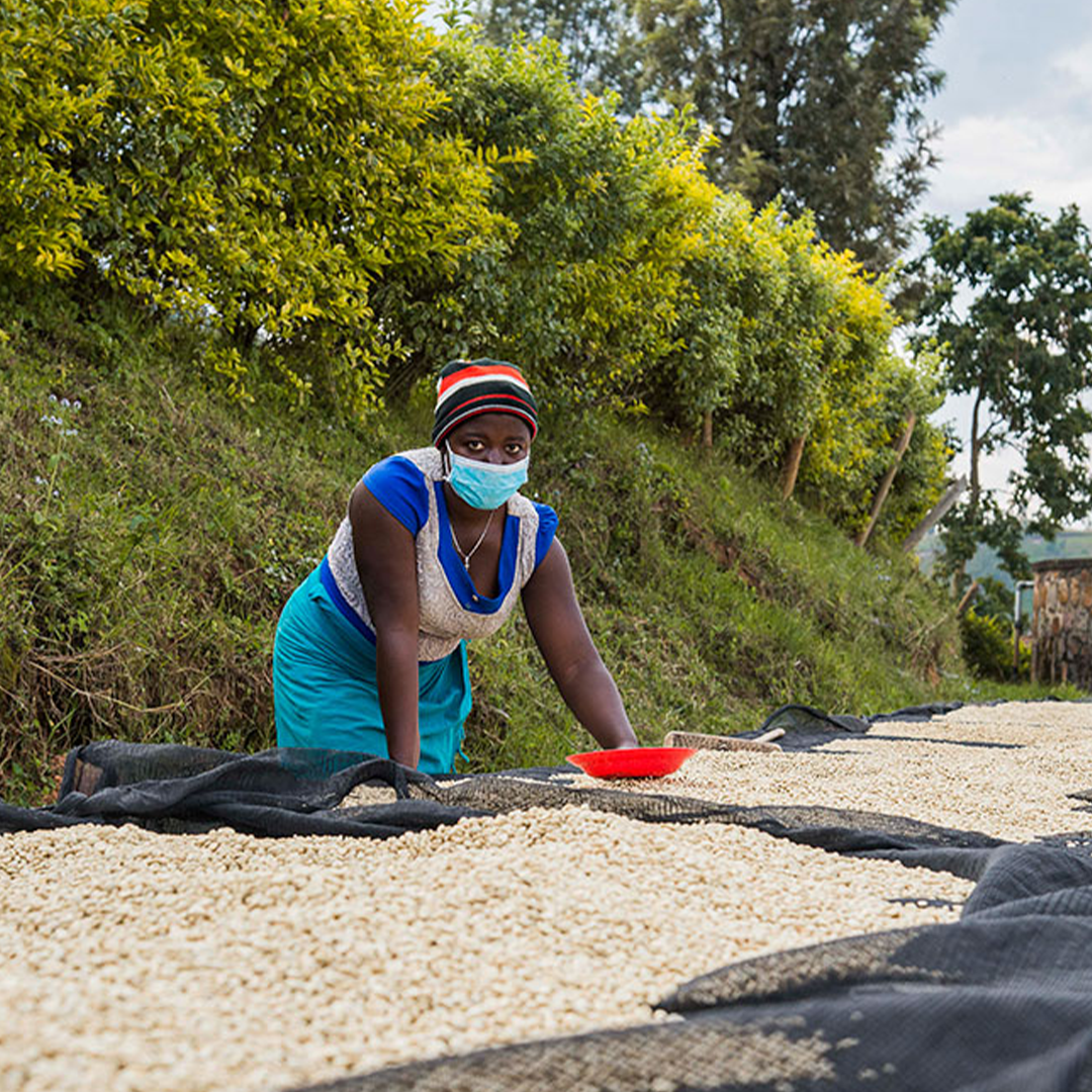 Rwanda Nkara Women's Coffee - Filter
