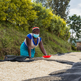 Rwanda Nkara Women's Coffee - Filter