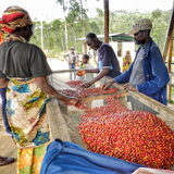 Burundi Gahahe Washed - Filter