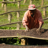 Burundi Gahahe Washed - Filter
