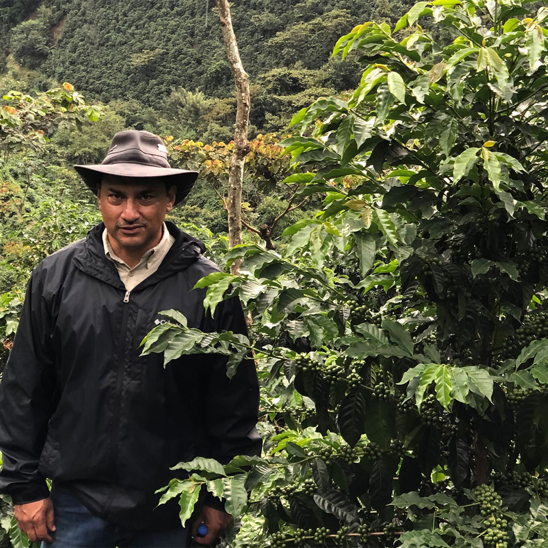 Guatemala La Union Pacamara Premium - Filter