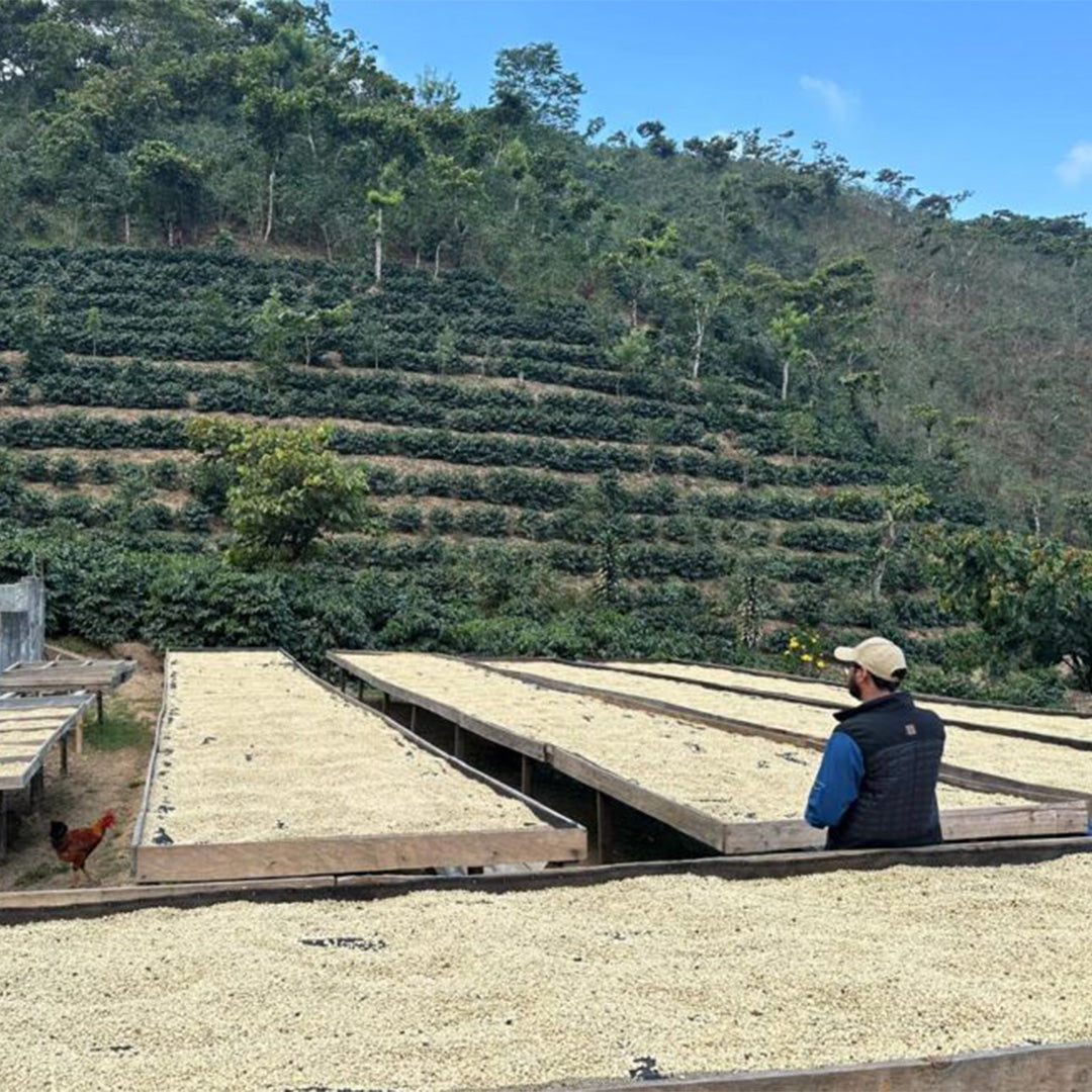 Guatemala La Union Pacamara Premium - Filter