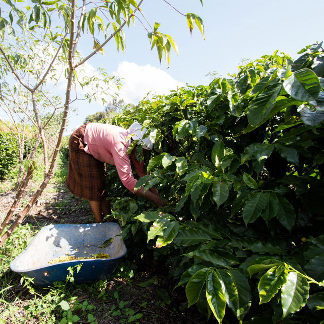 Brazil Sítio Canaã - Espresso