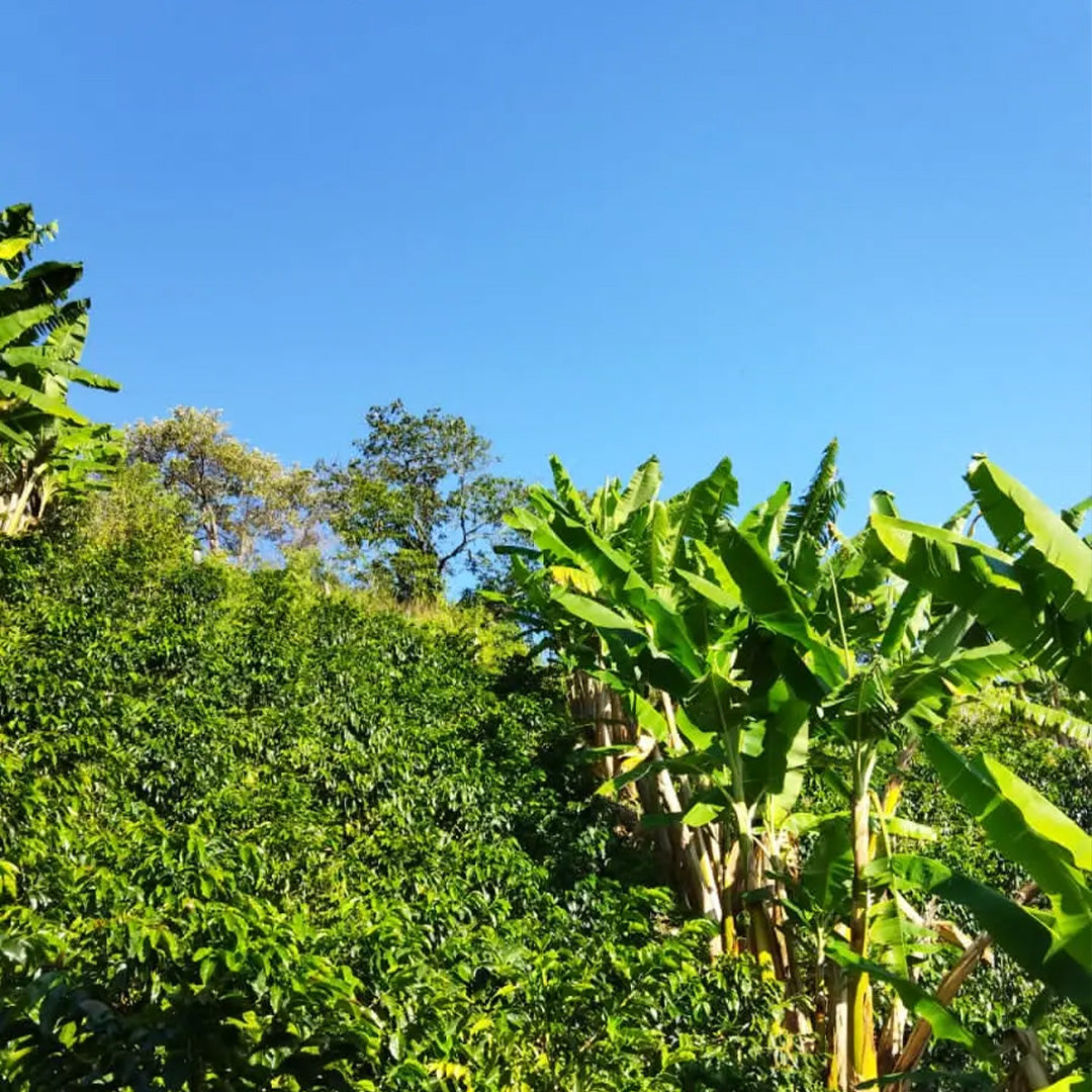 Colombia Las Hermosas - Espresso