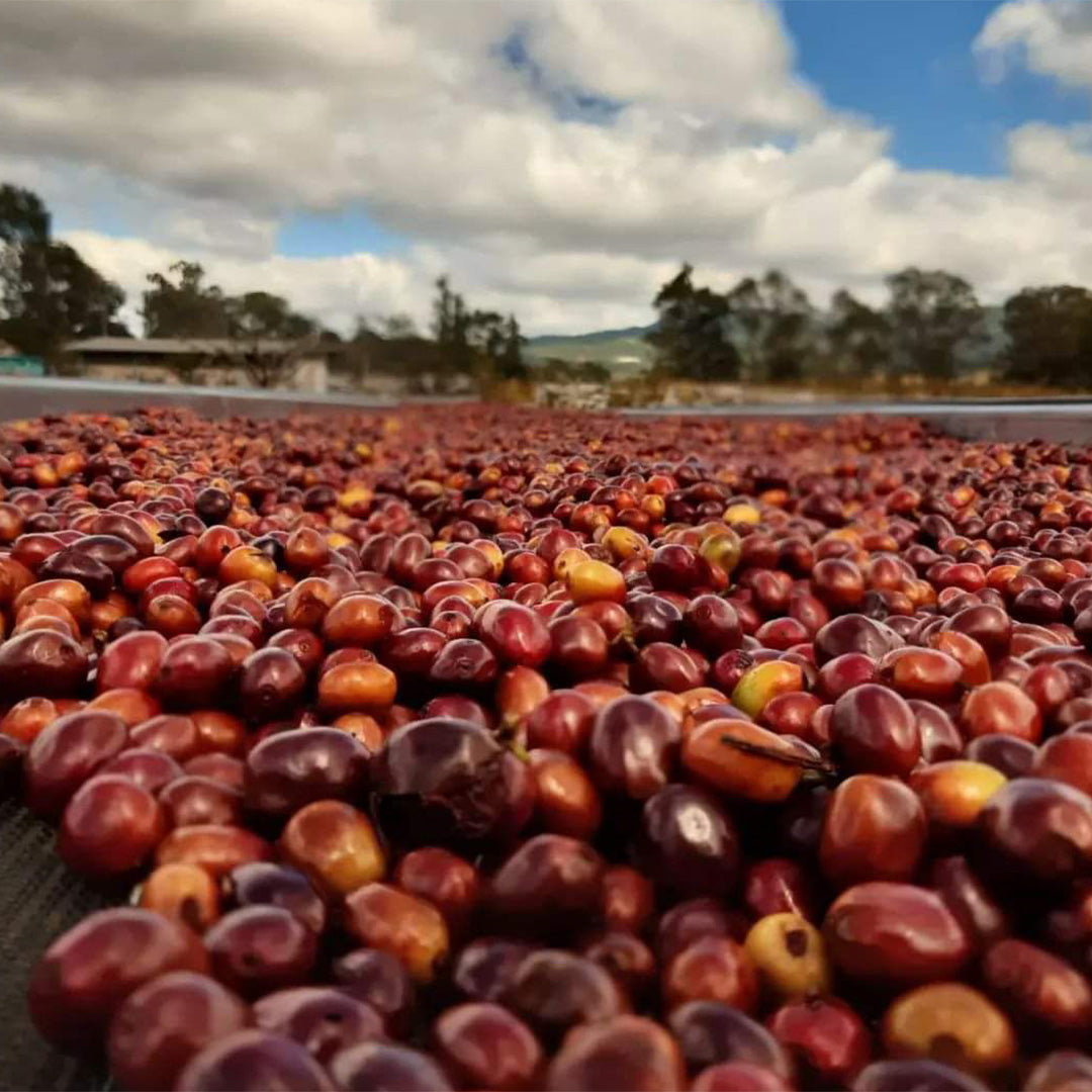 Honduras Finca El Pedredo - Espresso